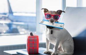 ¿Sabías que puedes disfrutar de estos lugares con tu mascota?