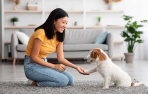 Aprende a adiestrar a tu mascota: ¡Todo lo que necesitas saber!