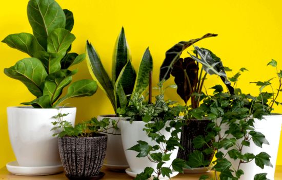 tecnología que despierta la curiosidad verde