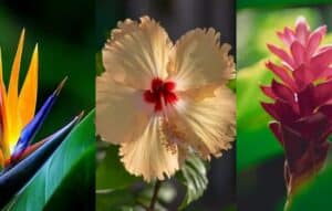 Discover Nature at Your Fingertips: The Best Apps to Identify Plants