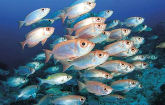 Top Apps That Identify Any Fish Instantly